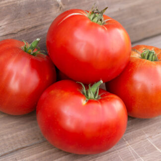 КОДЬЯК КИНГ DWARF KODIAK KING