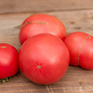 КООРОНГ РОЗОВЫЙ Dwarf Coorong Pink