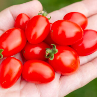 КУДРЯВЫЙ КЕЙЛИ  Curly Kale