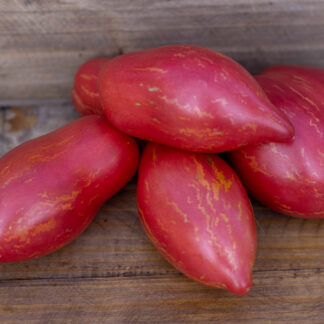 ЛЕДИ МАДОННА  Dwarf Lady Madonna