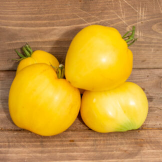 ЛИМОННЫЙ ЛЕД  Dwarf Lemon Ice