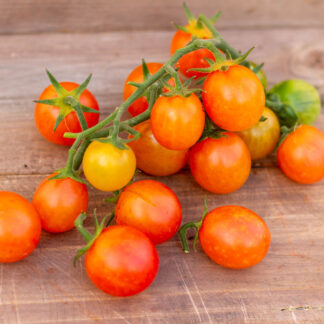 ЛОМТИК ДЫНИ Gajo Mellon