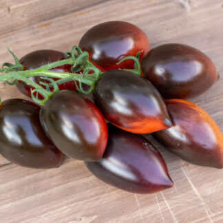 МИДНАЙТ РОМА Midniht Roma