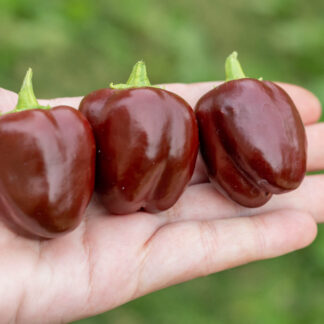 МИНИ БЕЛЛ ШОКОЛАДНЫЙ Mini Bell Сhocolate