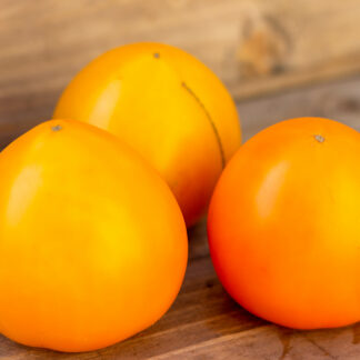 ОРАНЖЕВОЕ СОВЕРШЕНСТВО ПЕСАКА Dwarf Orange Perfection Pesak's