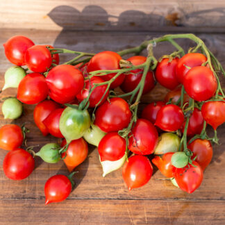 ПОЦЕЛУЙ ГЕРАНИ Geranium Kiss
