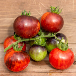 ПОЛОСАТЫЙ ЭНТО  Striped Antho