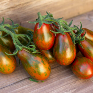 ПРИНЦ ЗЕБРА   Prince Zebra