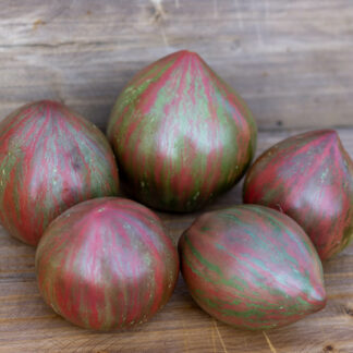 ПУРПУРНЫЙ СЕРДЦЕЕД  Dwarf Purple Heartthrob