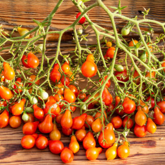 КРАСНЫЙ РУМЫНСКИЙ ГНОМ RED DWARF ROMANIAN