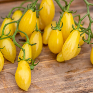 СЛЕЗЫ ЦВЕТА СЛОНОВОЙ КОСТИ  Ivory Tears