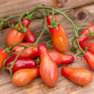 СЛЕЗЫ ЭЛЬФА   Elf Tears