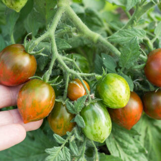 ТИГРЕНОК ЛОИС Lois Baby Tiger