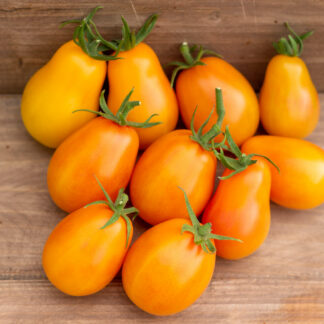 АЛМААТИНСКИЙ ЖЁЛТЫЙ ТЮЛЬПАН