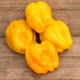 БОЛЬШОЙ ЗОЛОТОЙ БЫЧИЙ НОС Big Golden Bull Nose Bell