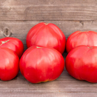 АЛЫЙ ПАРУС Vela Scarlatta