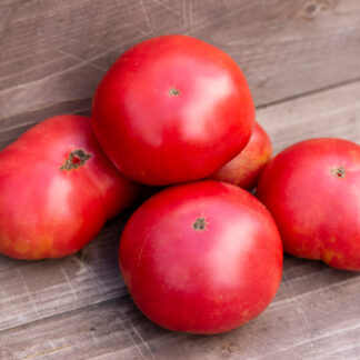 АРКТИЧЕСКАЯ РОЗА Dwarf Arctic Rose