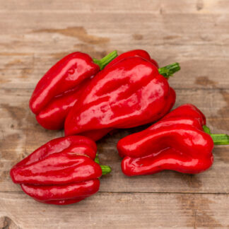 АУСИЛИО ТИН СКИН Ausilio Thin Skin