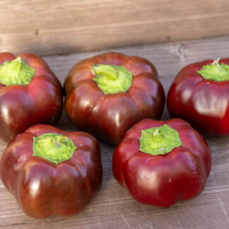 БЛЕСК МУСКАТНОГО ОРЕХА Nutmeg Shine