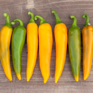 БОЛГАРСКАЯ МОРКОВЬ Bulgarian Carrot