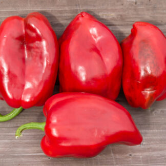 БОЛЬШОЙ КОРАБЛЬ ПУСТЫНИ