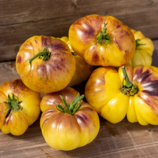 БОЛЬШОЙ ЖЕЛТО-СИНИЙ Great Yellow Blue