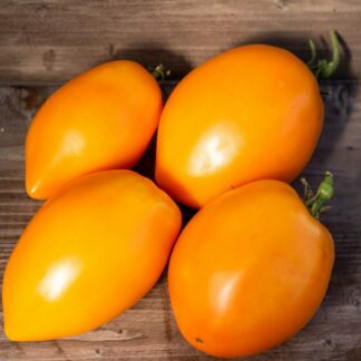 ЧИОНДОЛО ОРАНЖЕВЫЙ