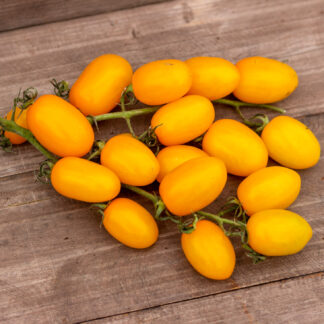 ФИНИК ЖЕЛТЫЙ Datterini Yellow