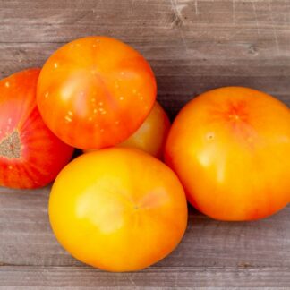 ДРАКОН ВАРИЕГАТНЫЙ Variegated dragon