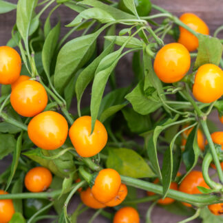 ЗОЛОТОЙ ШАРИК Goldball