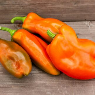 ГЮСЛИНГ Günstling