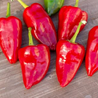 КАРДОУЛА Kardoula