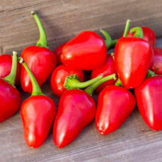 КРОШКА КРАСНАЯ Baby Bell Red