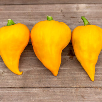 ЛЕСЯ ЖЁЛТАЯ