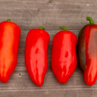 МИНИ СВИТ КРАСНЫЙ  Mini Sweet Red