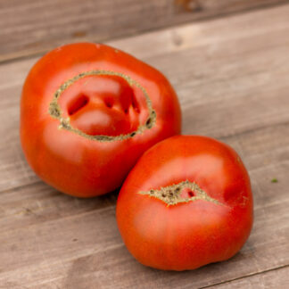 МОЛОЧНЫЙ ПАРЕНЬ Dwarf Milk Dud