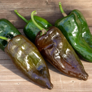 МУЛАТО АЙСЛЕНО Mulato Isleno