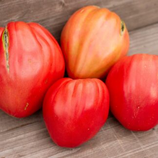 НАСЛАЖДЕНИЕ ТЕТУШКИ СВАРЛО РОЗОВЫЙ