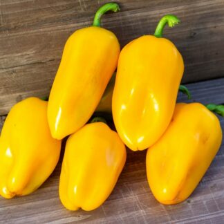 ОРАНЖЕВЫЙ ГАЛСТУК