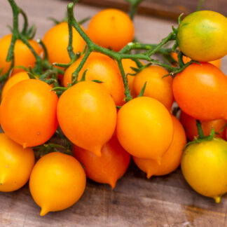 ПЕНДУЛИНА ОРАНЖЕВАЯ  Pendulina Orange