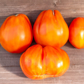 АНАНАСНЫЕ ТОРБОЧКИ  Ananas Beuteltomate