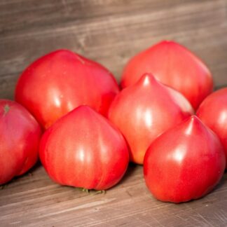 СИНИЦА МОНАХИНИ Teta de Monja