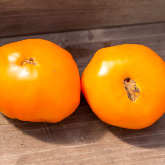 СЫЗРАНСКАЯ РОЗА ЖЕЛТАЯ