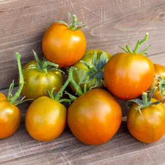 ТЕРРАКОТОВЫЙ ТОРБЕНА Thorburn's Terra Cotta