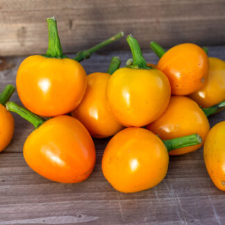 ЗОЛОТИСТАЯ МАЛЮТКА