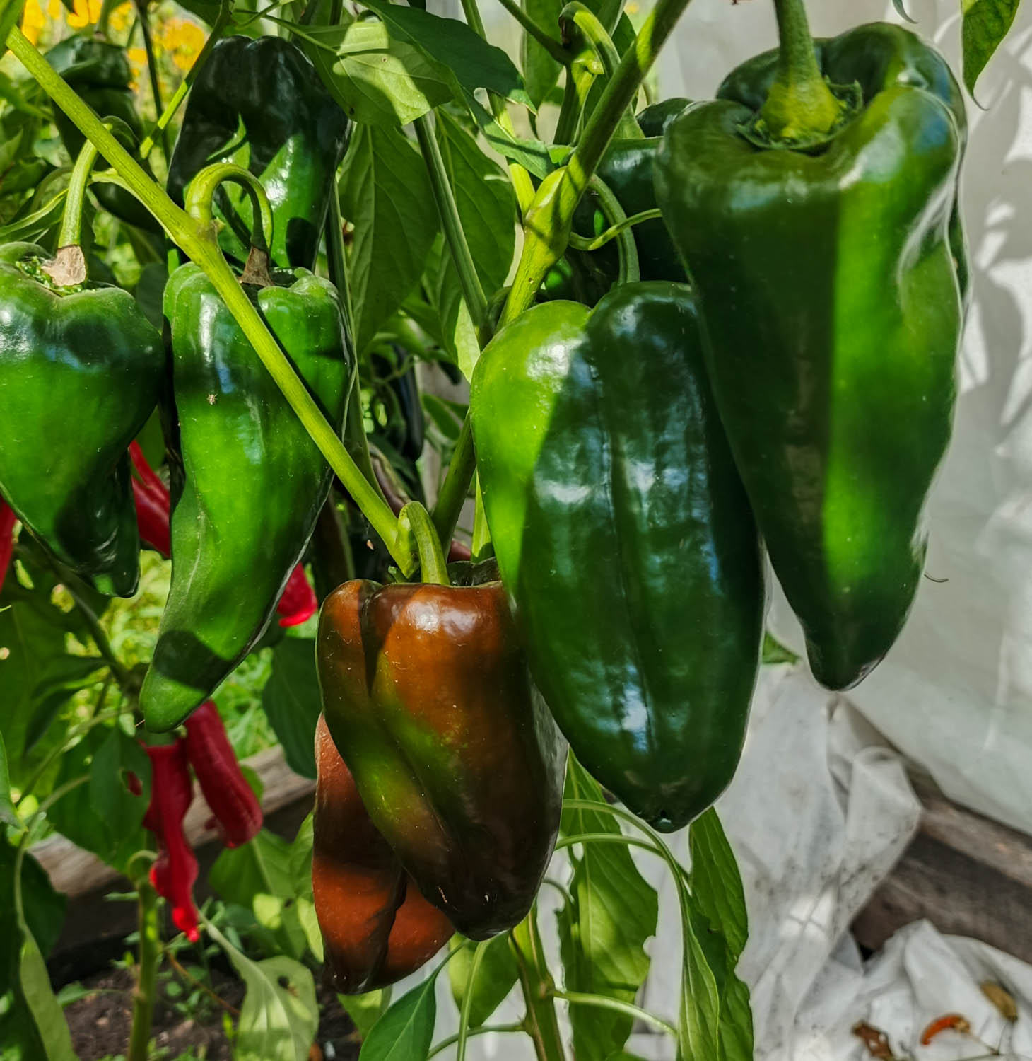 АНЧО МУЛАТО Ancho Mulato — изображение 4