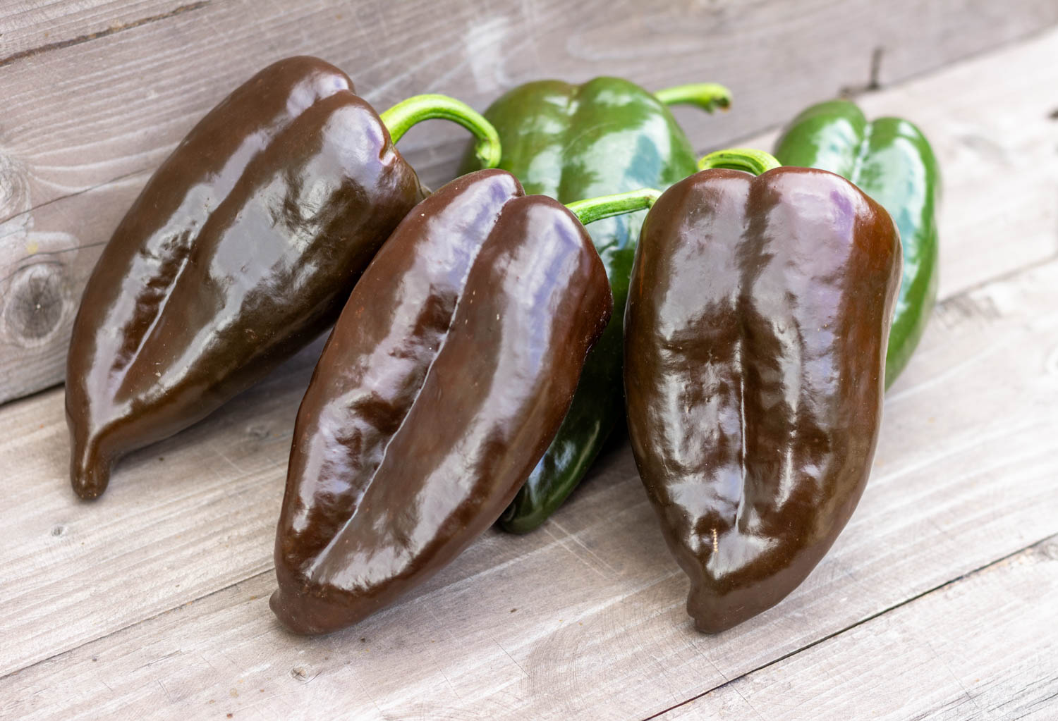 АНЧО МУЛАТО Ancho Mulato — изображение 3