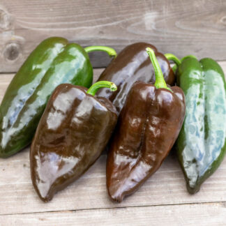 АНЧО МУЛАТО Ancho Mulato