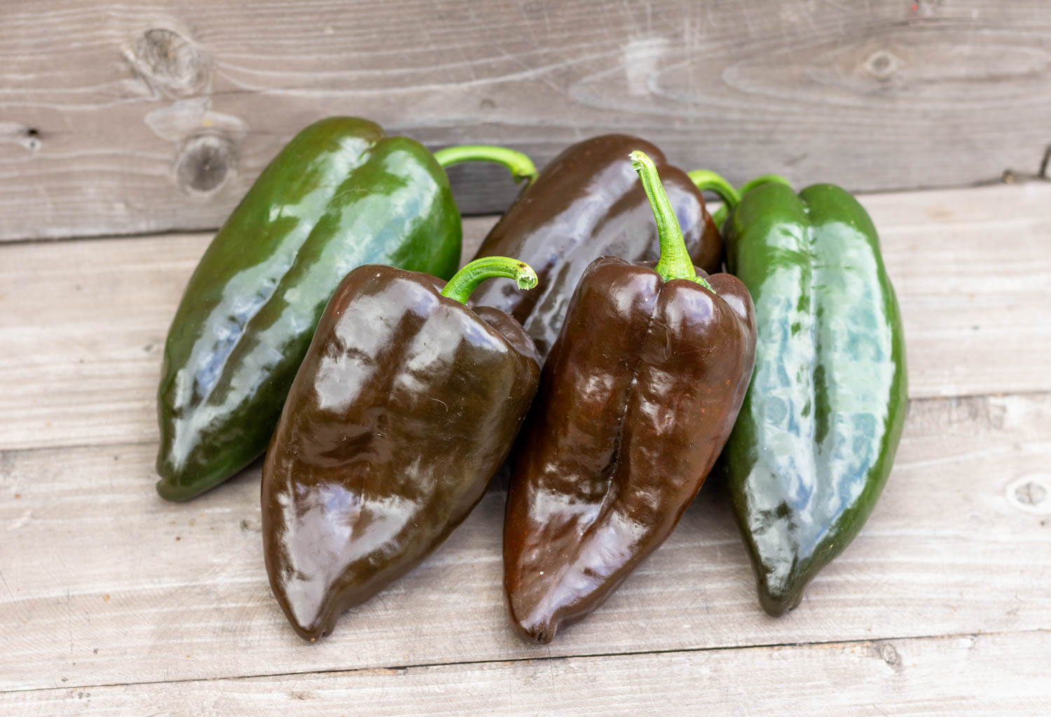 АНЧО МУЛАТО Ancho Mulato