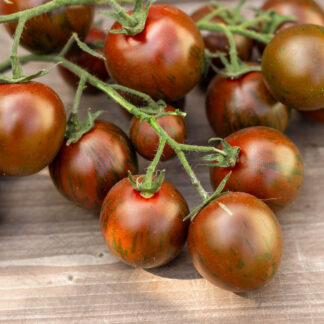 ЧЕРНАЯ ВИШНЯ ТУРЦИИ Ciliegino nero di turchia